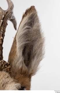 European roe deer ear 0005.jpg